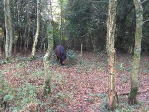 Wilde paard in bos